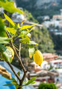 Limone costa d’Amalfi